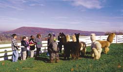 Introducing Alpacas to 6th Graders