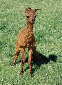 Newborn Cria