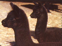 Munica and Carrera