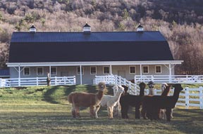 The West Barn, remodeled from the old,original dairy barn.